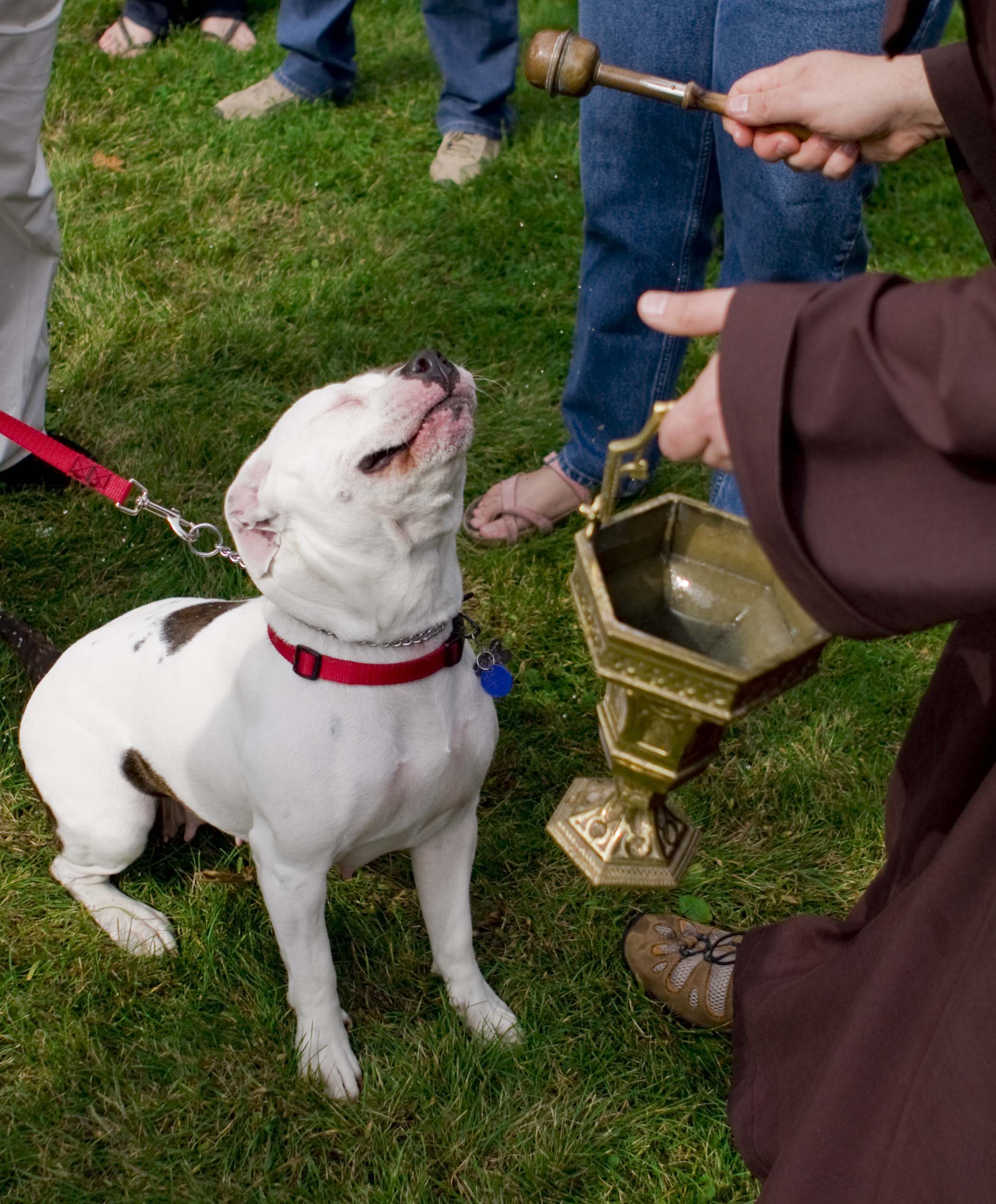 Blessing of the Animals